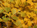 黄色に染まった葉っぱの写真