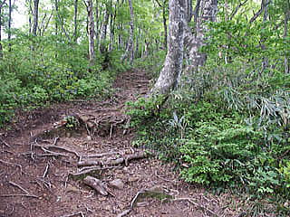 ブナ林の登山道