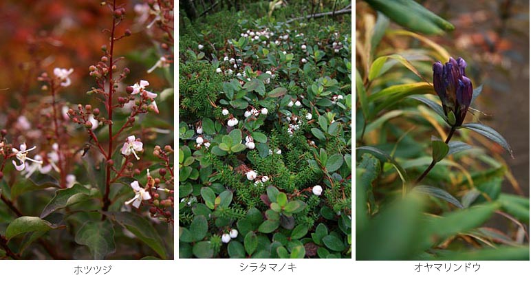 写真　ホツツジ、シラタマノキ、オヤマリンドウの花