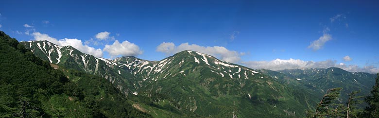 雪渓と緑のコントラストが鮮やかで、たおやかな山容をしている雪倉岳の写真