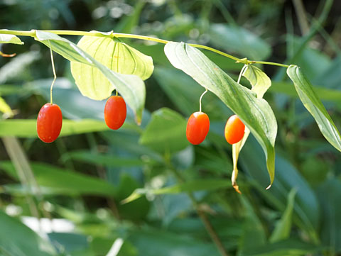 オオバタケシマランの赤い実