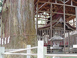 大杉の木と本殿