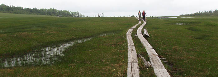 湿原の木道