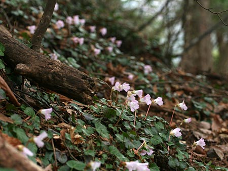 急傾斜の斜面一面の咲くイワウチワ