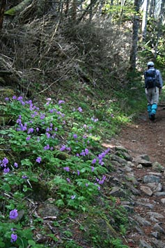 エゾオオサクラソウが咲く登山道を行く　写真