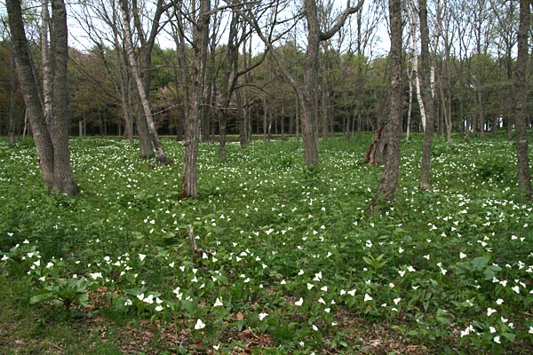 林の下　一面に咲くオオバナノエンレイソウ