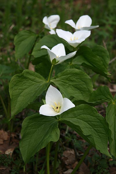 真っ白な花びらが３枚のオオバナノエンレイソウ。四輪の花が縦に並んで咲いていた