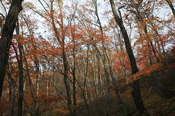 林を進むとここは赤でもない黄色でもなく、赤褐色？見上げるほど高い木々の下を抜ける。