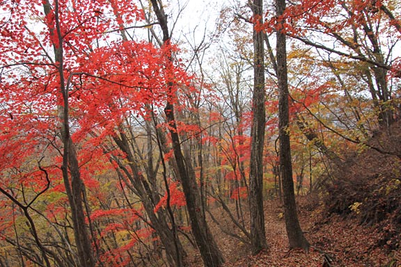 登ってきた道を下るのに、なぜか景色が違って見えた。真っ赤に染まる木々にきれい！とまた足を止める。