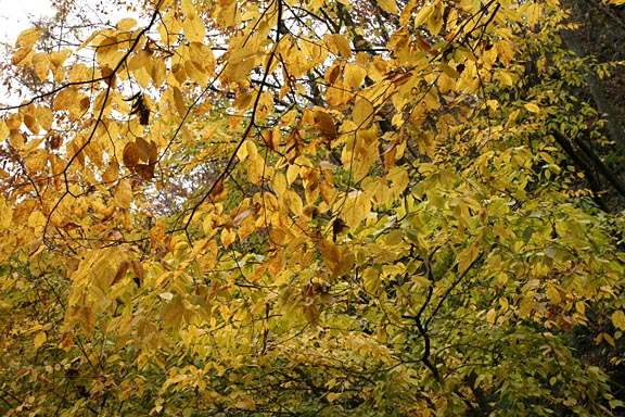 もうすぐ登山口。頭上に覆いかぶさる木、黄色に色づいた葉っぱが透けてきれい。お日様が顔をのぞかせていたら、もっともっときれいだったでしょう。