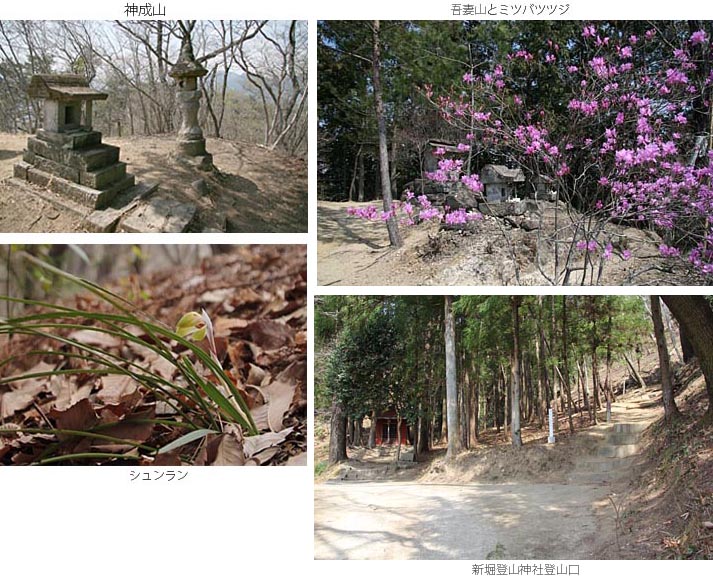 神成山の祠とミツバツツジ咲く吾妻山と地元の人が力を入れて植栽しているシュンランの花、そして新堀神社登山口の写真