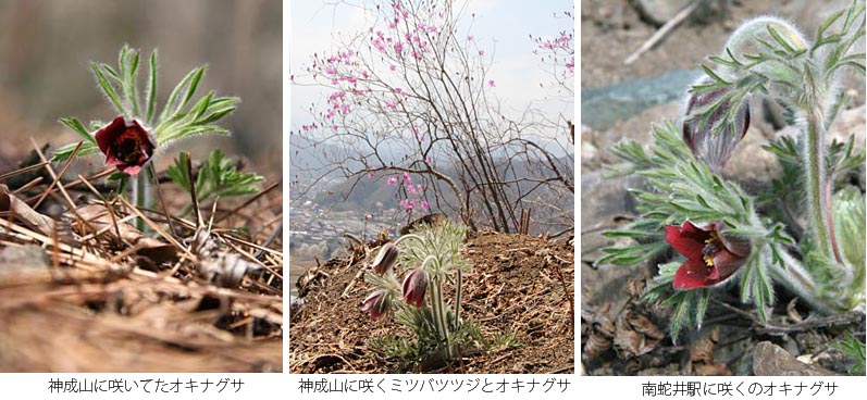 神成山に咲いていたオキナグサの写真