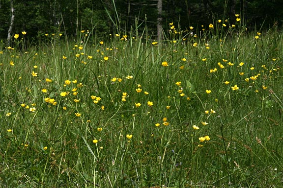 草丈が30㎝ほどの黄色い花。歩く足元一面に、そよそよと風に揺れて咲いています
