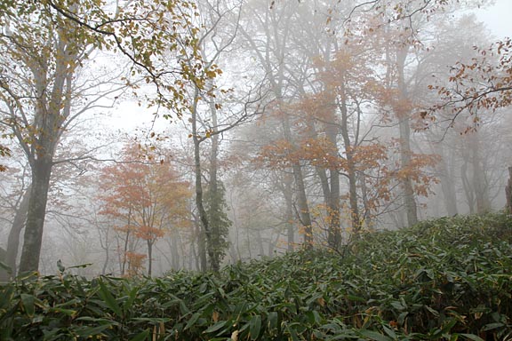 色づいた木々も霧で霞んで夢幻の世界。紅葉には青空がいいけれど、しっとりした景色もまた別の趣があった