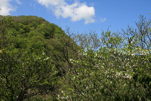 シロヤシオと山の写真