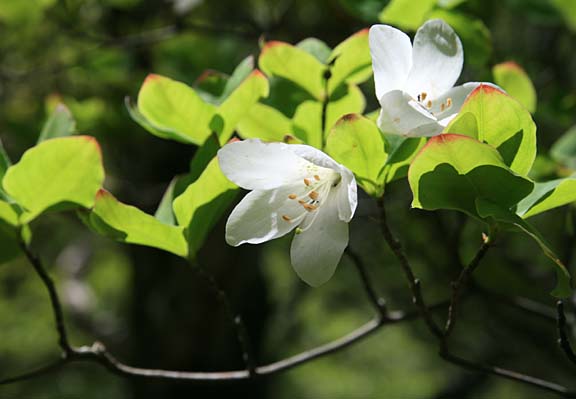 日差しを受けて透き通る白い花びらがきれい