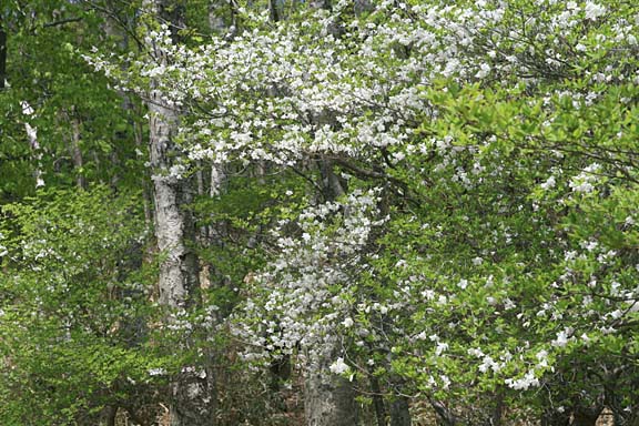 登山道両脇から覆いかぶさるように咲いているシロヤシオ。シロヤシオのトンネルをくぐる
