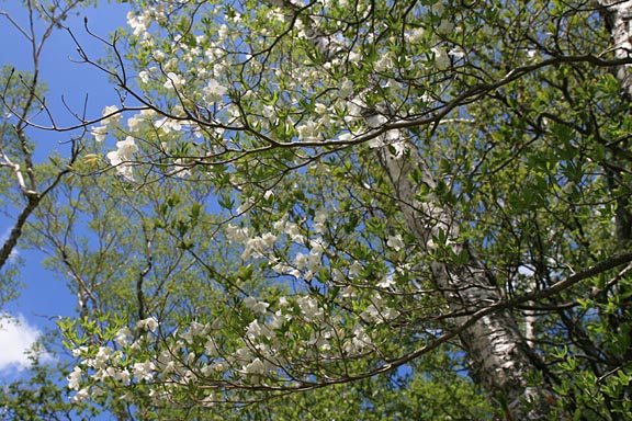 青空と白い花。木下から見上げる。