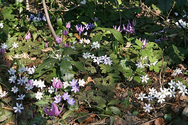 白、紫、ピンクの雪割草とカタクリ