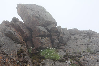 大岩の真下に咲くイワツメクサ