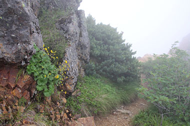 岩にはりついて咲くミヤマダイコンソウ