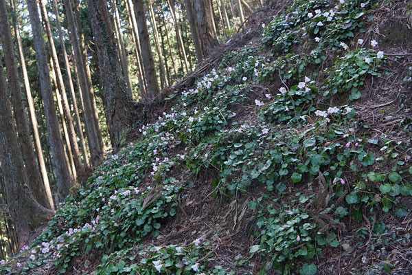 植林地の斜面一面に咲くイワウチワ
