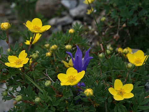 キンロバイの花の写真