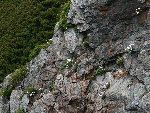 岩壁に点々と咲くシロバナタカネビランジ　写真
