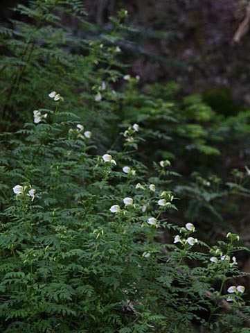 セリバシオガマが群生して咲いている写真