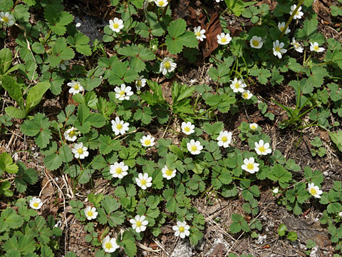 ノウゴウイチゴ　写真