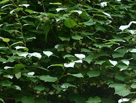 マタタビの葉　花の時期に表面が白くなる　写真