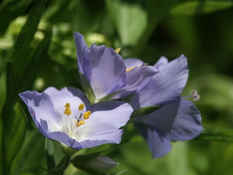 ミヤマハナシノブの花の写真